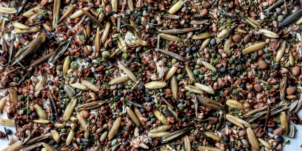 Seeds_WildcraftedSeeds-panorama-86b4f179c6d551091eb99a07f186f7e4-5a8351871d42d