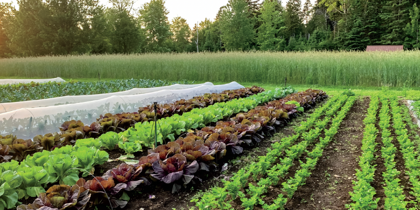 SelfFedFarmGarden_Back to the Roots