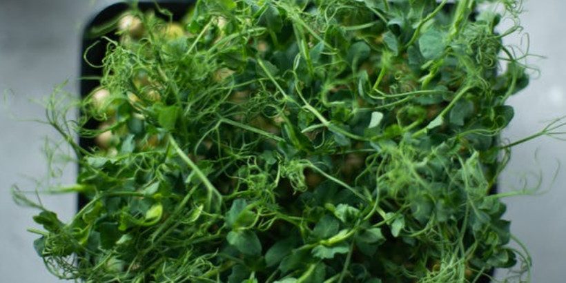 Sprouts_Bannersnack-High-Quality Sprouts_Bannersnack-High-Quality