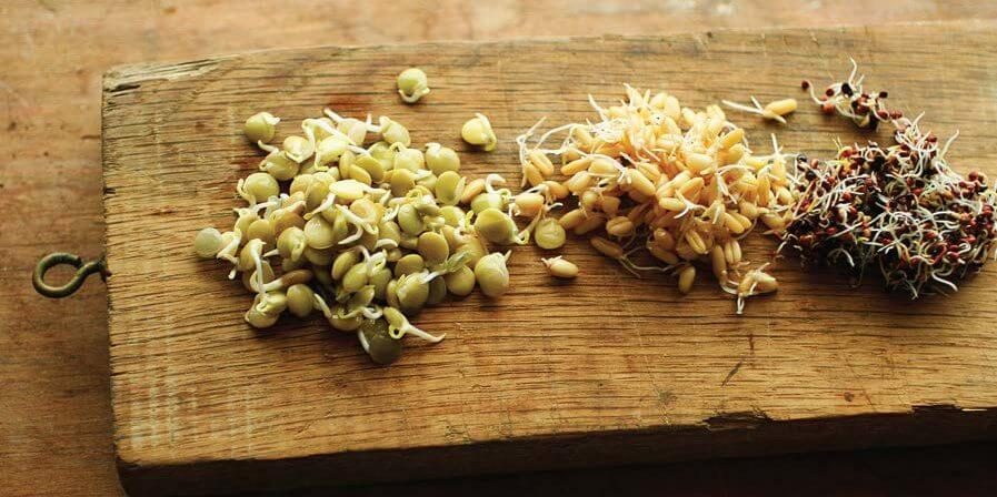 SproutsfromWildFlavors SproutsfromWildFlavors