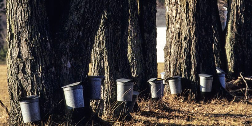 SugarmakersCompanion_TreeBucketsV2-Max-Quality tree sap buckets
