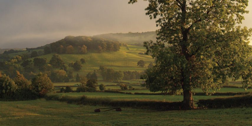 TREES OF POWER TREES OF POWER