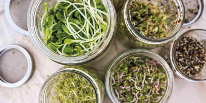 The Healthy Bones Plant-Based Nutrition Plan and Cookbook Sprout