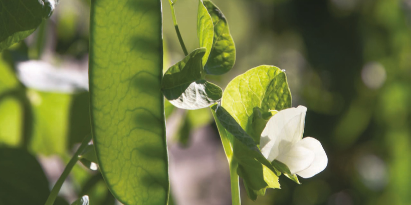 The Seed Garden_BlogBanner