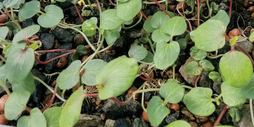 TheWholeOkra_Microgreens-High-Quality (1)