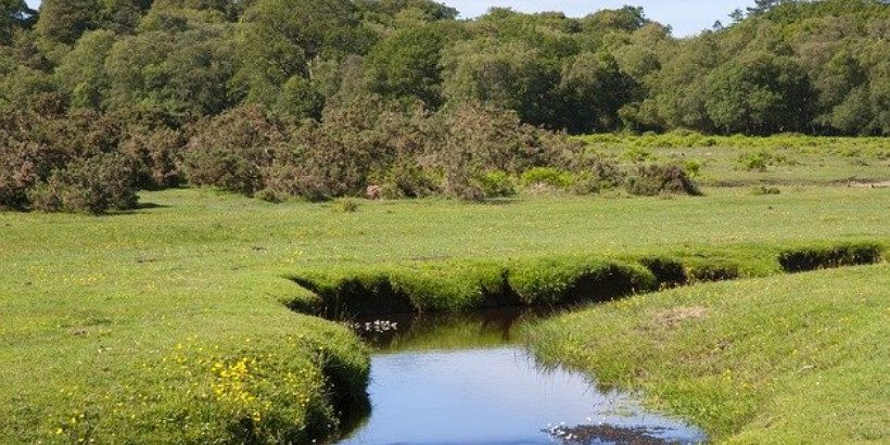 Theybelongtothisland_bannersnack rewilding