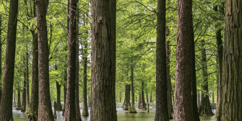 Flooded forest with tall trees rising from shallow water and lush green leaves overhead