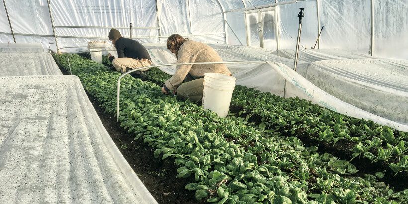 WinterSpinach-NOG3 winter harvest