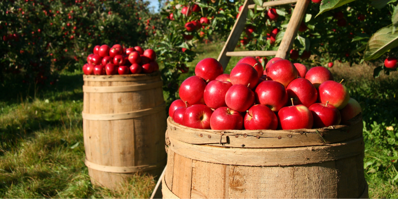 apple_basket_banner_canva apple_basket_banner_canva