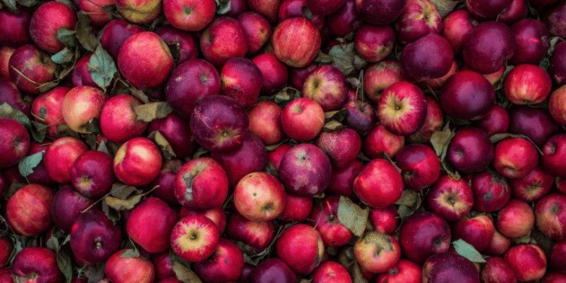 apples_blacktrumpet_book apple kimchi