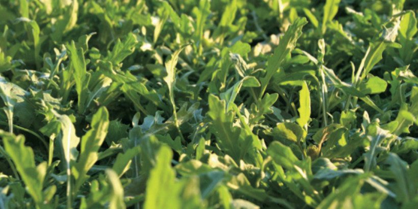 arugula_banner_resilientfarm_book arugula