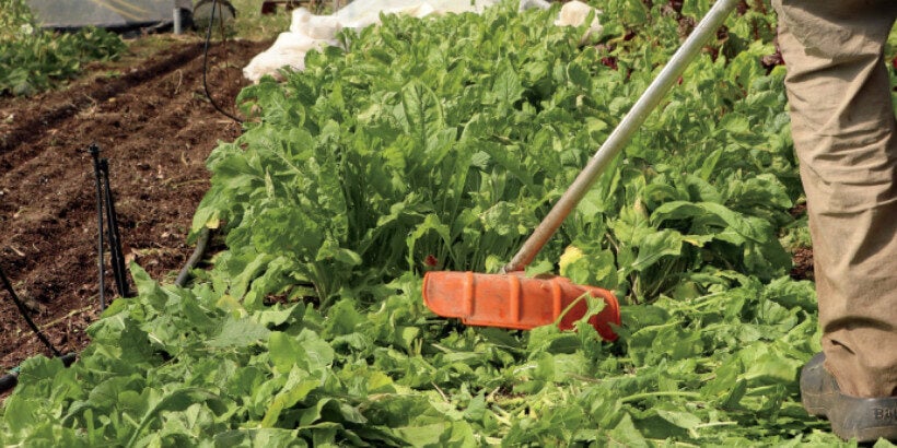 Make Your Seed Spacing Easier With This Tool - Wellness Gardens