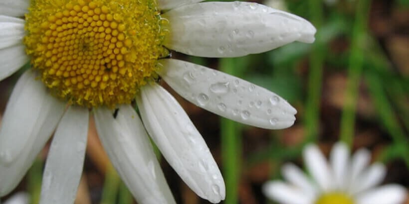 Wild daisies are sweet garden flower for Western New York
