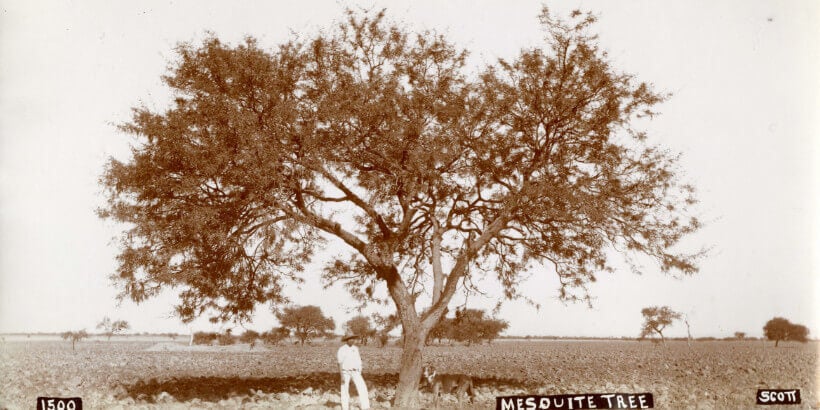 mesquite tree