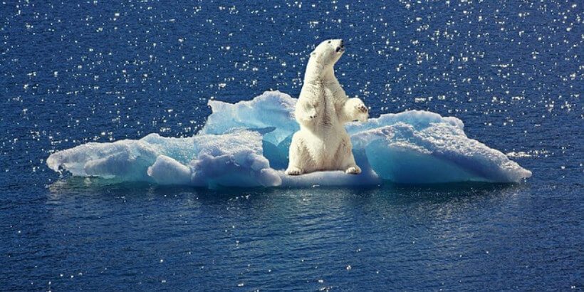 bannersnack_polarbear_climatechange polar bear on ice in water