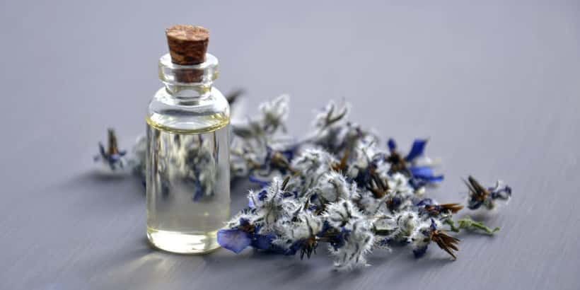 bannersnack_seedoil-header_HFHPV2 seed oil