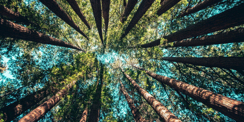 bannersnack_trees_mesquite trees