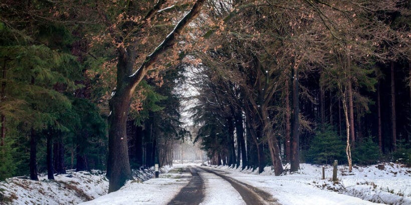 winter road through trees