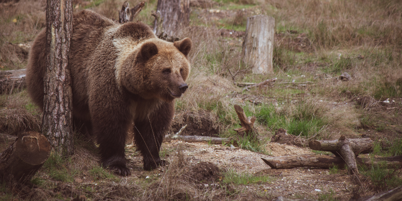 bear_banner_canva facing the beast