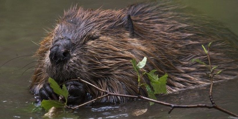 beaver_bannersnack-High-Quality