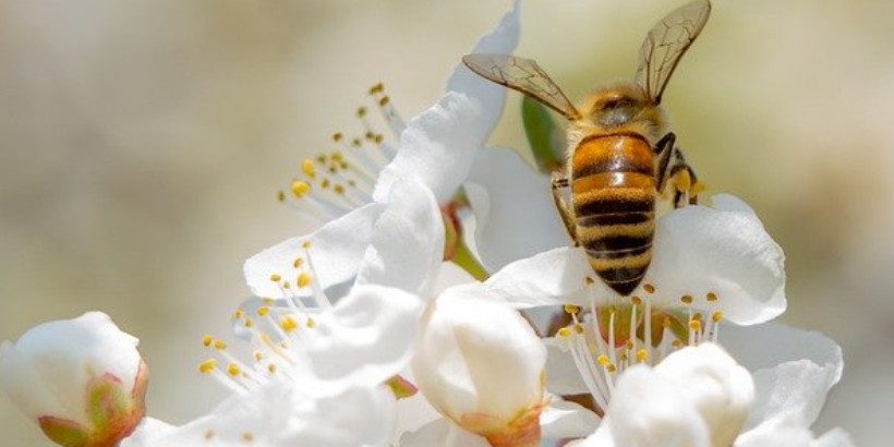 bee_Bannersnack-High-Quality