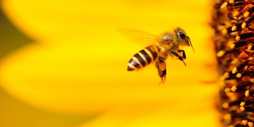 bee_bannersnack bee_bannersnack