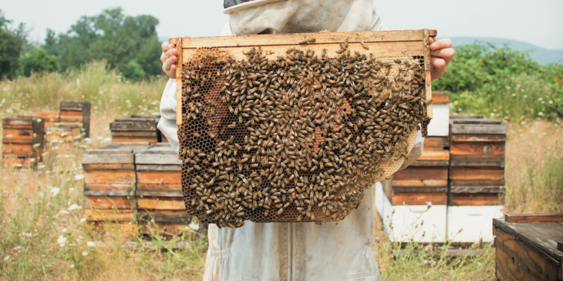 Local beekeepers prepare hives for harsh winter weather