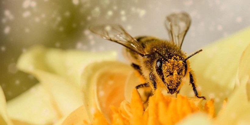 beekeeping-feature-bannersnack bee