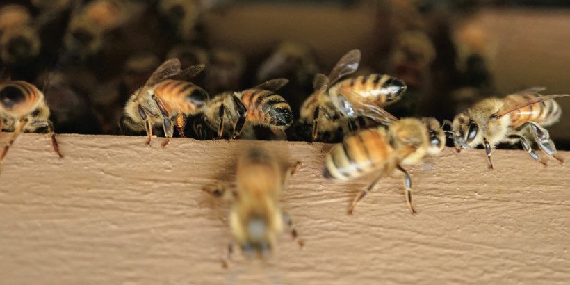 bees_sandorfermentation_Bannersnack-High-Quality