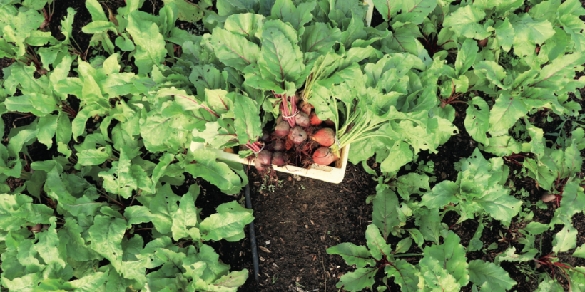 beets_banner_livingsoil_book no-till beets