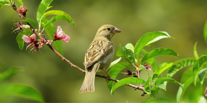 birdintree_canva birds