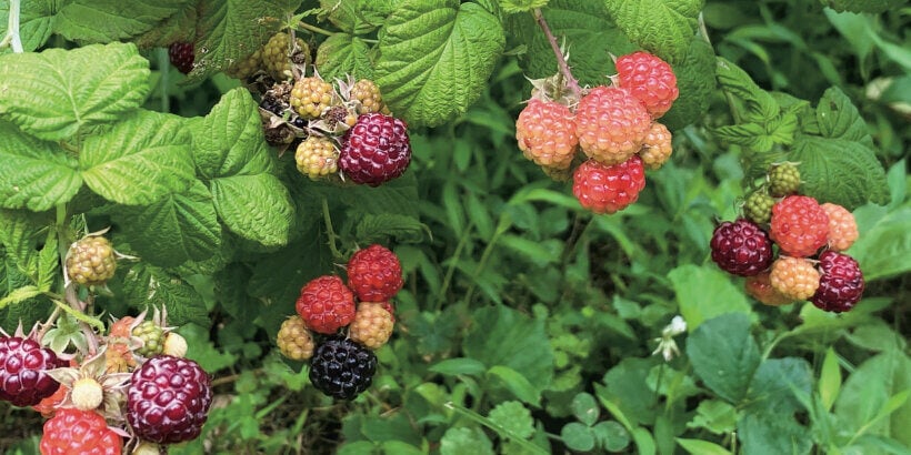 Cluster Berry Stems, Set of Six