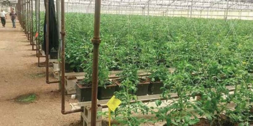 Tomato Plants in a Greenhouse