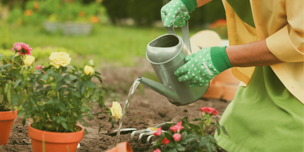 Person wearing green gloves waters blooming roses in a garden