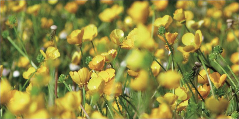 buttercups_ecologicalgardener_book