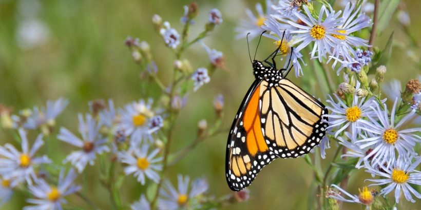 butterfly_Bannersnack-High-Quality butterfly_Bannersnack-High-Quality