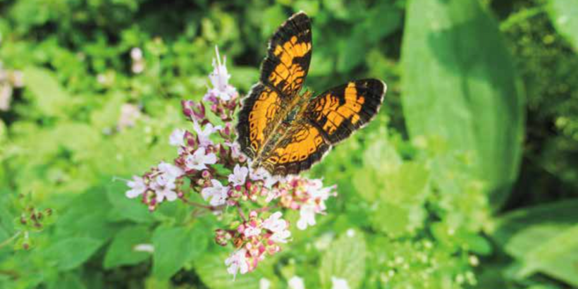 butterfly_banner_homescale_book