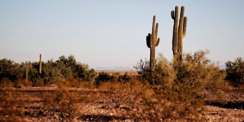 cacti_bannersnack reduce heat stress