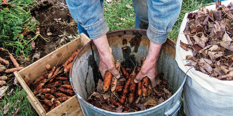 carrotsandleaves_willbonsall_book harvesting carrots