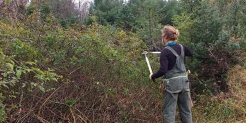 trimming a thicket of multiflora rose