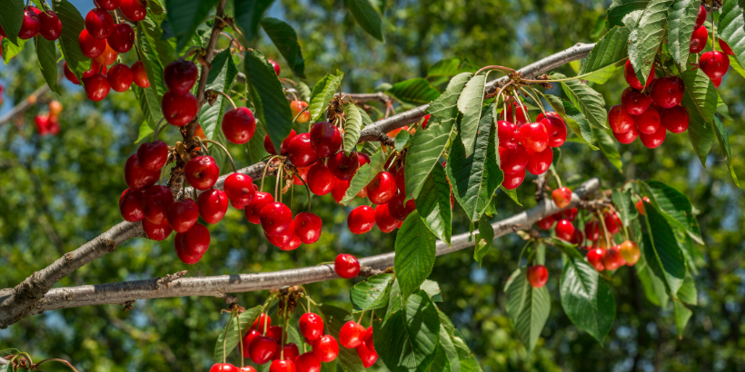 cherrytree_canva fruit trees