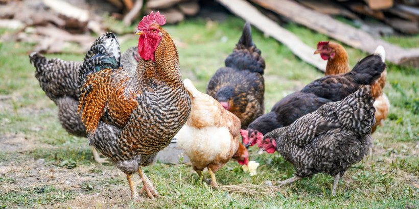 chickenroundup_banner_poultryflock_book chickens
