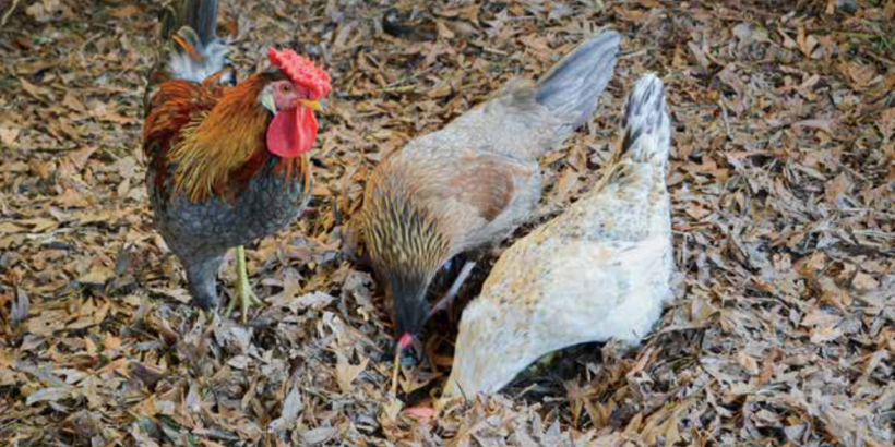 chickens_litter_banner_SmallScalePoultryRevised_book deep litter