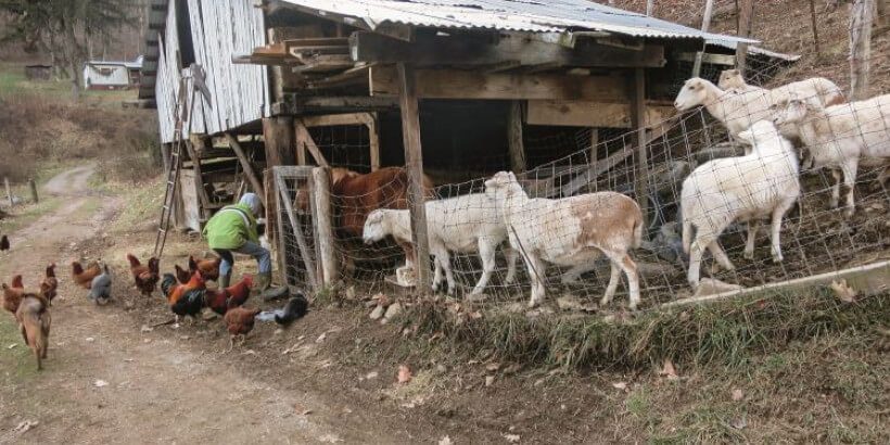 chores_independentfarm chickens, goats, and a young farmer feeding the animals