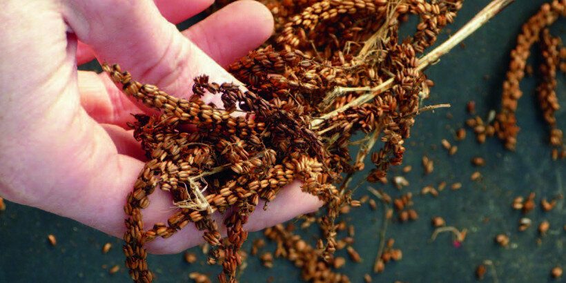 collectingseeds_ecologicalgardener_book collecting seeds