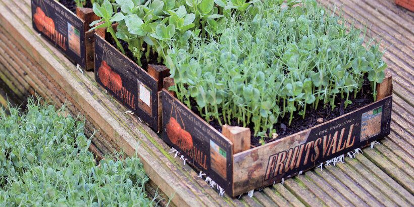 containergarden_bannersnack containergarden_bannersnack