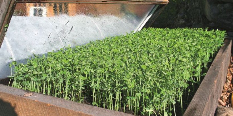 cover_crop_resilient-farm-and-homestead_book cover cropping