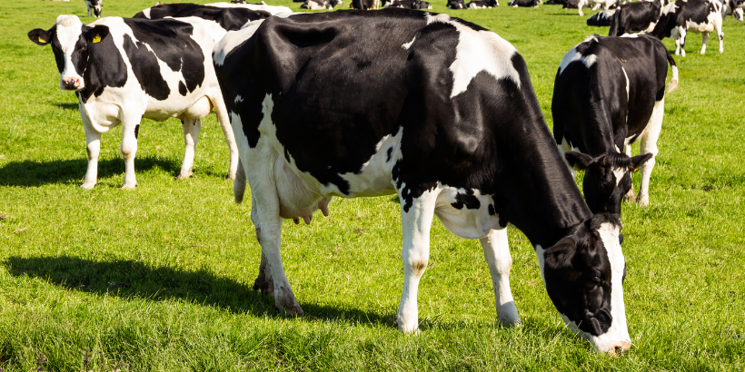 cows_grazing_banner_canva