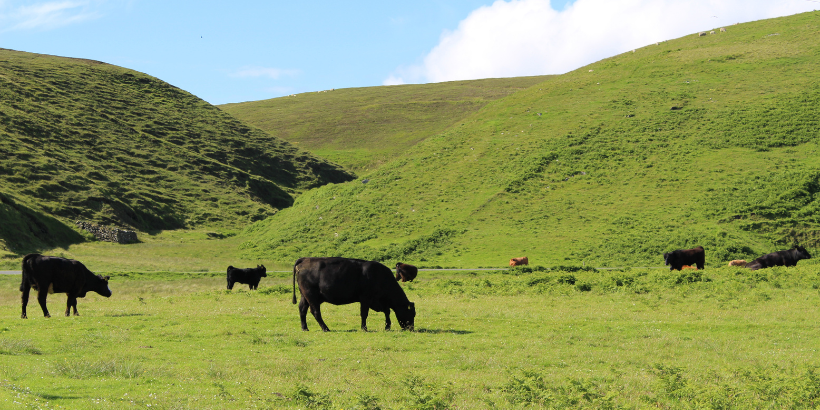 cowsgrazing_banner_canva cowsgrazing_banner_canva