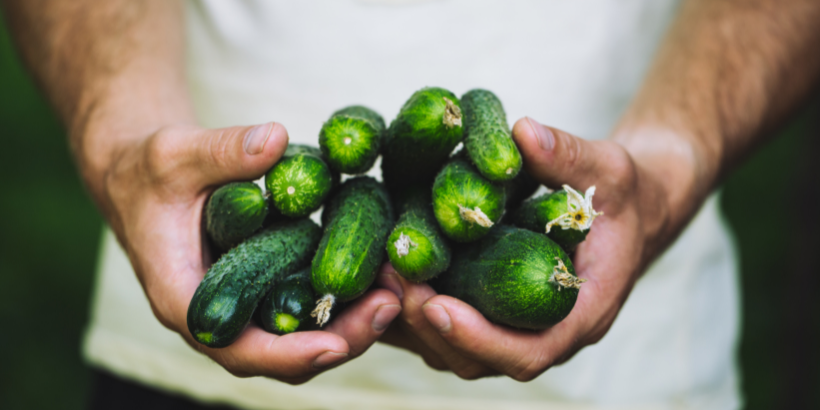 storing cucumbers